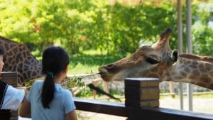 image of child feeding a giraffe at a zoo | concession stands kiosks for museums zoos theaters